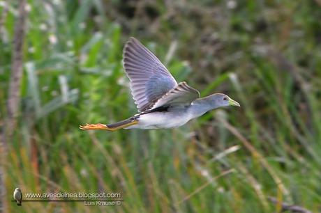 Pollona celeste ( Azure Gallinule) Porphyrio flavirostris