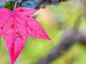 Reflexiones otoño
