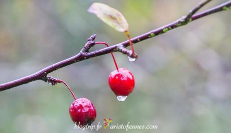 Cerezas en otoño