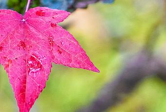 Reflexiones de otoño - Paperblog Reflexiones de otoño - Paperblog