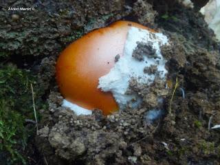 Amanita caesarea vs. Amanita muscaria