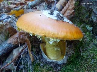 Amanita caesarea vs. Amanita muscaria