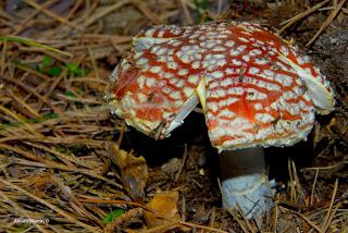 Amanita caesarea vs. Amanita muscaria