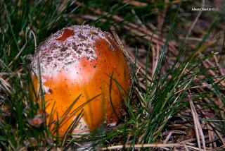 Amanita caesarea vs. Amanita muscaria