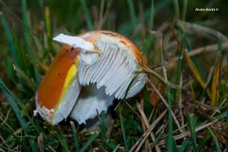 Amanita caesarea vs. Amanita muscaria