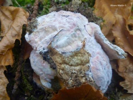 Seta de los cesares (Amanita caesarea)