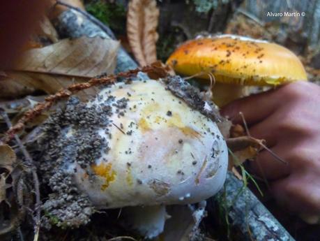 Seta de los cesares (Amanita caesarea)