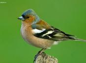 Hide rapaces Plantio"