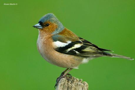 Hide de rapaces de Hide de rapaces de