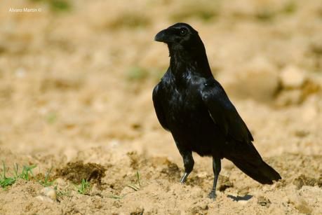 Hide de rapaces de Hide de rapaces de