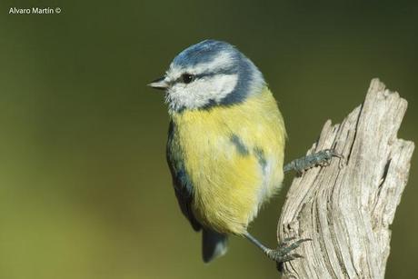 Herrerillo común (Parus caeruleus)