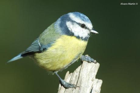 Herrerillo común (Parus caeruleus)