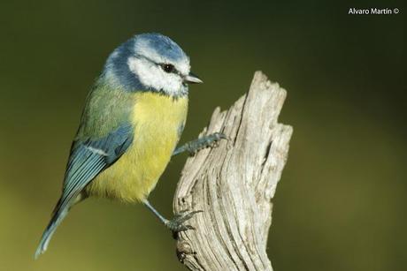 Herrerillo común (Parus caeruleus)