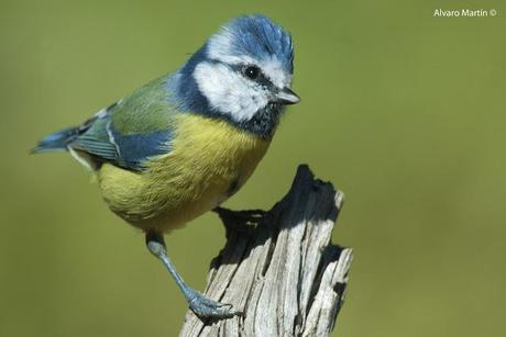 Herrerillo común (Parus caeruleus)