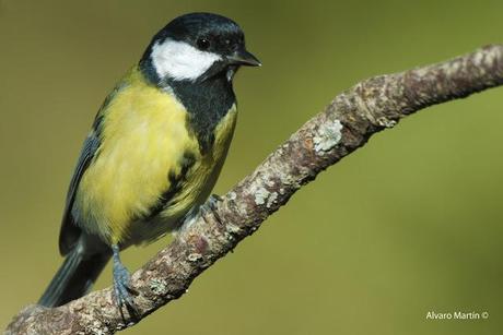 Carbonero común (Parus major)