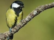 Carbonero común (Parus major)