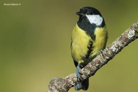 Carbonero común (Parus major)