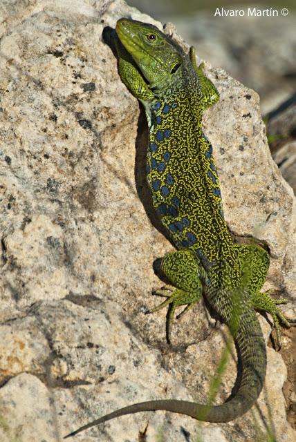 Lagarto ocelado (Lacerta lepida)