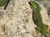 Lagarto ocelado (Lacerta lepida)