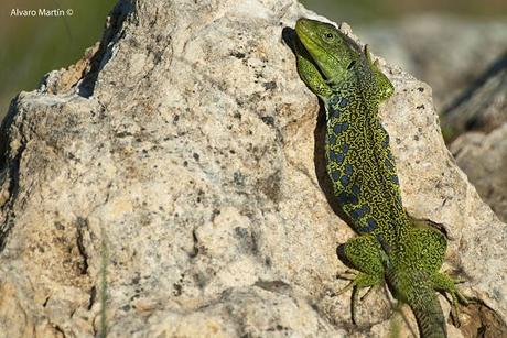 Lagarto ocelado (Lacerta lepida)