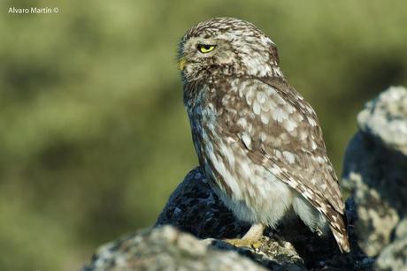 El mochuelo (Athene noctua) Segoviano 2