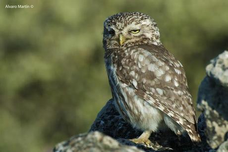 El mochuelo (Athene noctua) Segoviano 2