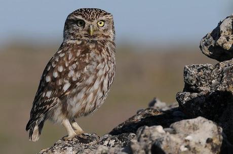 El Mochuelo (Athene noctua) Segoviano