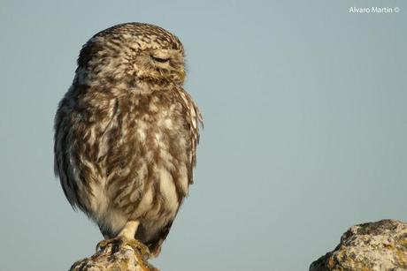 El Mochuelo (Athene noctua) Segoviano