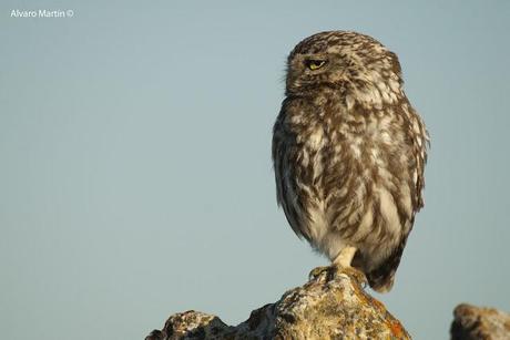 El Mochuelo (Athene noctua) Segoviano