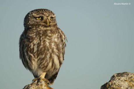 El Mochuelo (Athene noctua) Segoviano