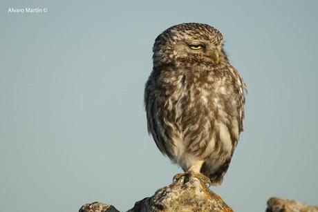 El Mochuelo (Athene noctua) Segoviano