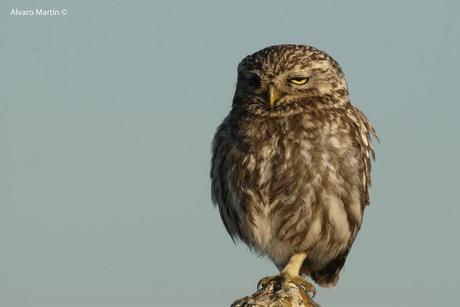 El Mochuelo (Athene noctua) Segoviano