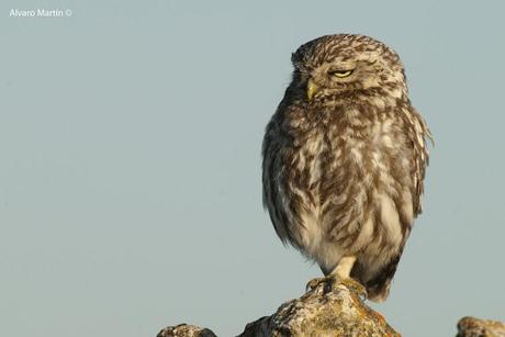 El Mochuelo (Athene noctua) Segoviano