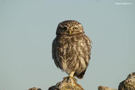 El Mochuelo (Athene noctua) Segoviano