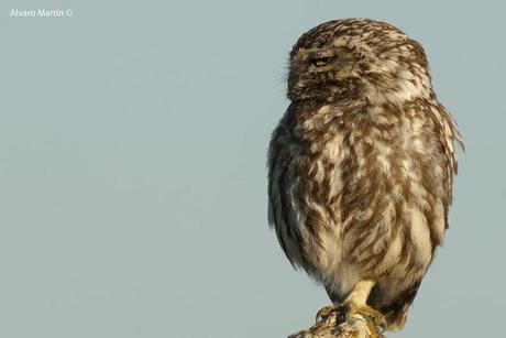 El Mochuelo (Athene noctua) Segoviano