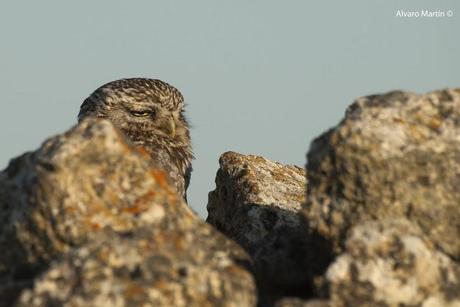 El Mochuelo (Athene noctua) Segoviano