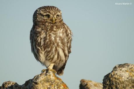 El Mochuelo (Athene noctua) Segoviano