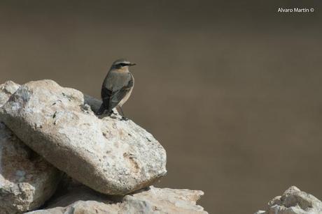 Collalba gris (Oenanthe oenanthe)