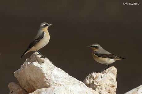 Collalba gris (Oenanthe oenanthe)