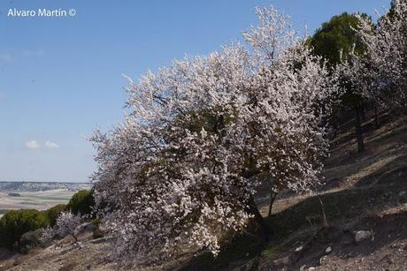 ¡¡¡¡ bienvenida primavera !!!!