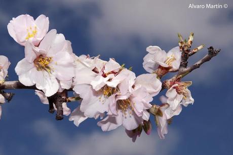 ¡¡¡¡ bienvenida primavera !!!!