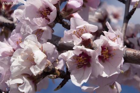 ¡¡¡¡ bienvenida primavera !!!!