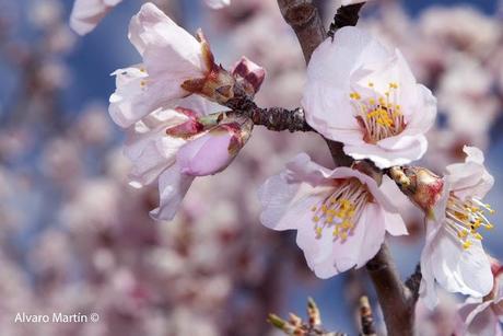 ¡¡¡¡ bienvenida primavera !!!!