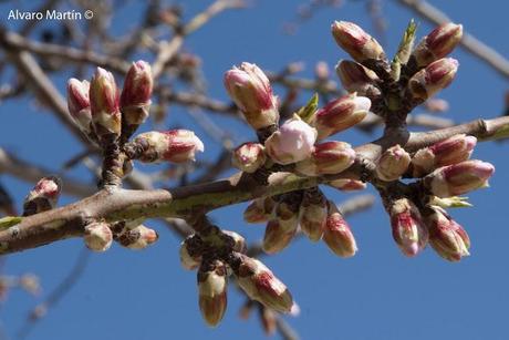 ¡¡¡¡ bienvenida primavera !!!!