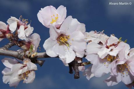 ¡¡¡¡ bienvenida primavera !!!!