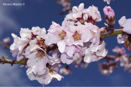 ¡¡¡¡ bienvenida primavera !!!!