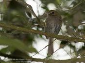 Mosqueta anteojos (Drab-breasted pygmy Tyrant) Hemitriccus diops