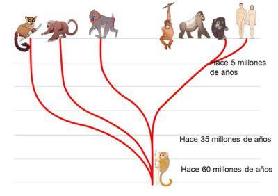 Evolucion Humana adaptado