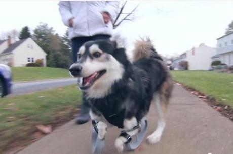 Nueva vida para un perro gracias a la impresión 3D protesis perro 3D