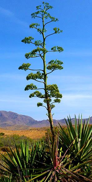 YUCCA CITY